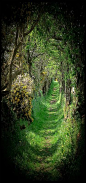 The Old Road ~ Tree Tunnel - Ballynoe, County Down, Northern Ireland. © Cat-Art ~ Cat Shatwell.: 