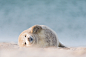 young grey Seal by Holger Hübner on 500px