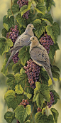 " Vineyard-Mourning Doves" - Rosemary Millette