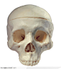 人体器官模型-人体解剖头颅骨头盖骨特写