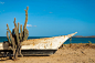 Cactus on a Beach by Jess Kraft on 500px