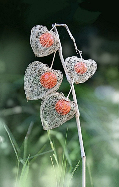 胭芷采集到水果