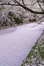 日本青森弘前公园，樱花之河