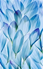 blue dahlia petals | Interlude in Blue #采集大赛#