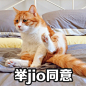 #著名网黄猫日# 黄猪猪吃火锅你吃火锅底料 ​​​​