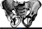 男性盆骨骨架结构图（背面）