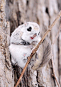 Siberian flying squirrel