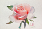 #浮绘#水彩玫瑰 | 绘画：Sattha Homsawat·泰国
