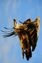 鹰形目·鹰科·兀鹫属：西域兀鹫