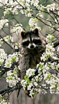 Springtime raccoon.