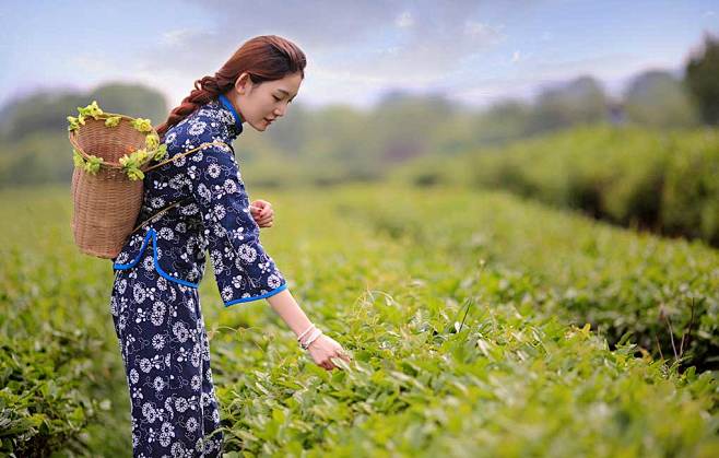 采茶姑娘-茶园-www.zshqtea....