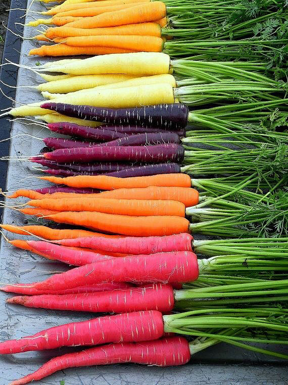 Rainbow Carrots 