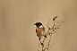 Stonechat by andymcguinness1970 on 500px