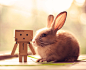 18张超级可爱的兔子摄影照片 | 创意悠悠花园