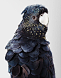 #Inspiration#  / Photographs of wild cockatoos by Leila Jeffreys from her series Bioela