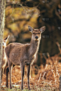 一只可爱的母鹿在森林里看着摄像机的垂直镜头
