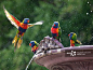 Rainbow Lorikeets, Adelaide Botanic Gardens_创意图片