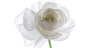 flowers wallpaper (#1432368) / Wallbase.cc