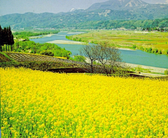 流年色玥落倾城采集到百花物语——油菜花