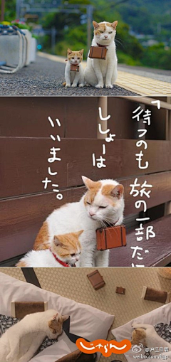 Yokio櫫采集到猫