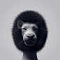 Afro Lion : These are Fur Material tests in modo601