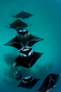 100leaguesunderthesea:

manta “train” by g-na
