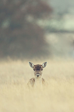 摄影师披头采集到心中的鹿