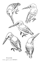 鸟类白描稿（8P） - 【工笔画素材】 - 【中国工笔画论坛】 |工笔画|工笔画视频|工笔花鸟|工笔山水|工笔人物|