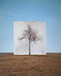 一棵树的肖像
韩国艺术家  Myoung Ho Lee ​​​​