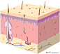皮肤组织
