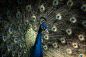 peacock_portrait__iv_by_inayatshah-d9p5v12.jpg (900×600)