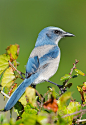 Florida Scrub Jay ~ Rare and Endangered