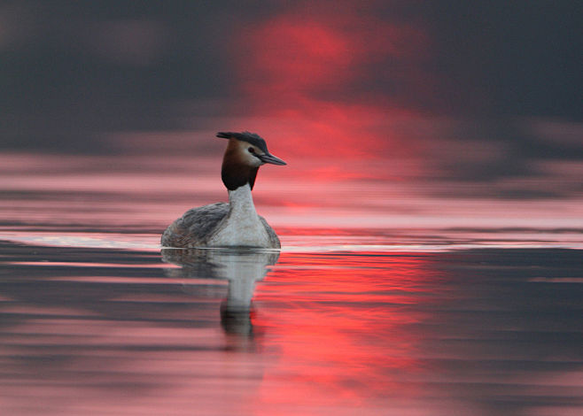 Great crested grebe ...