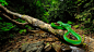 ID-947069-高清晰森林枯木上的竹叶青绿蛇壁纸高清大图