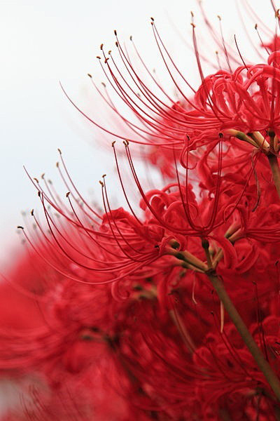 曼珠沙华-红色的彼岸花，花开一千年，花落...