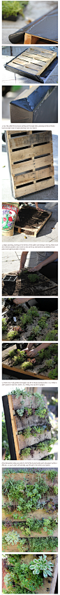 废弃木板做的垂直花园-栽种爬藤花类，也许可以成花瀑布！