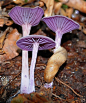 紫色蘑菇~