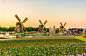 迪拜奇迹花园耗费4500万株鲜花 风车造型，这是游客的休息区域