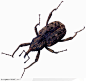 昆虫世界-褐色的甲虫
