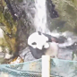 喜欢洗澡的熊猫