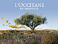 loccitane_en_provence.jpg (800×600)