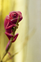 Pink Chameleon ♥