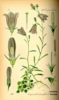 奥托手绘彩色植物图谱 （4）