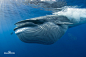 鲸（哺乳纲动物）﻿[jīng] 
鲸是海洋哺乳动物中鲸目生物的俗名，又分为齿鲸类和须鲸两类，鲸目之下包括有海豚科。
鲸生活在海洋中。鲸的表皮下有极厚的脂肪层，即鲸油，它可以使鲸体始终保持温暖，而且也能贮存能量以供应不时之需。由于鲸鱼体内拥有许多特殊的构造，使它能够长时间的在水中屏住呼吸、减缓心跳速度，因此当它沉到海底，总要经过一段长时间后才会再浮出水面。除了具有贮存氧气的构造外，当身体某个部位需要大量的血液供应时，体内会有集中供应的特殊机能