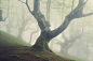 Landscape Nature Treescape forest mist seelenwald anderswelt Beech fog mountains