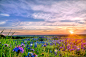 Ronnie Wiggin在 500px 上的照片Texas Bluebonnets at Sunset down Low