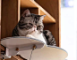 Catssup系列、为猫咪提供住所，同时不会影响人类的生活空间