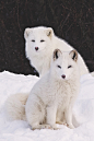 Arctic Foxes | Photographer