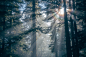 forest-nature-silhouette-sunlight-6e9e23be37c84c66d2165bbe5033feb7.jpg (5472×3648)