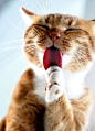 nob: Yummy lollipop :P - By A. Chapman, cat,... | もともこも笑いっぱなし : nob:
“Yummy lollipop :P - By A. Chapman, cat, kitten, animal, paw, feline, cute uploaded by jujuba
”